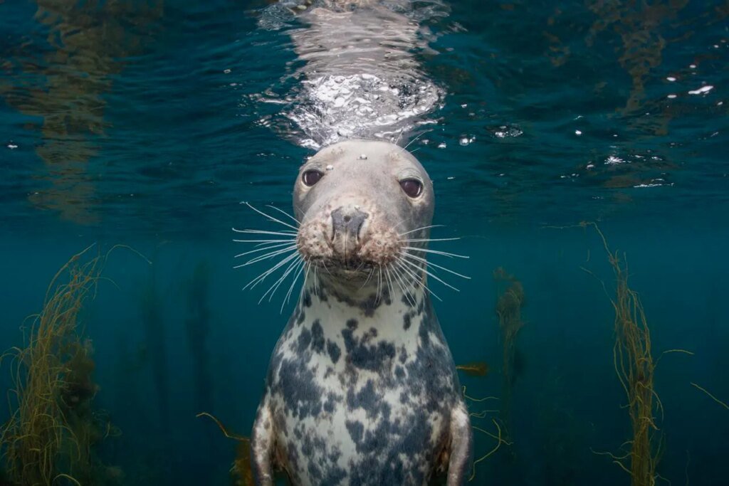 See Dazzling Underwater Shots That Won The Ocean Art Photography Contest