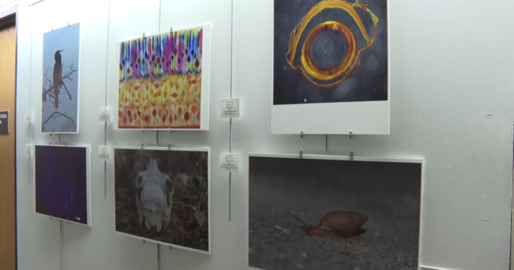 FSU's "Art in STEM" exhibition shows the beauty of science